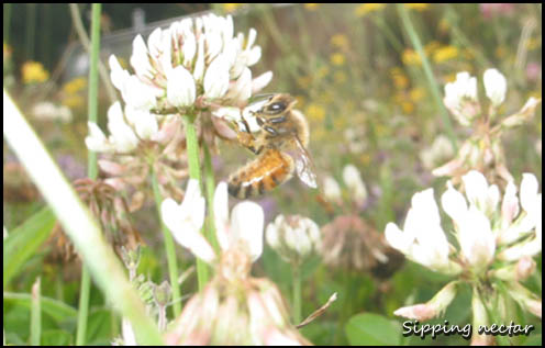 Honey Bee sipping nectar from a Clover Flower